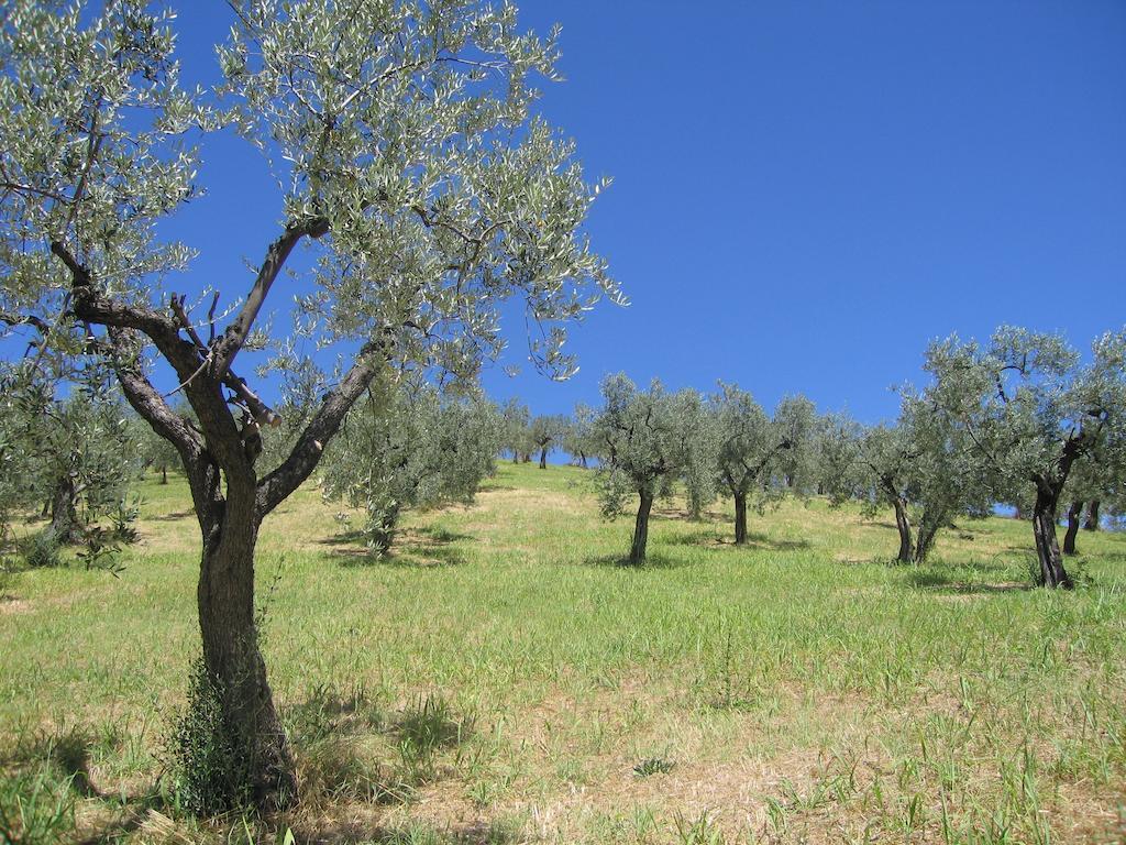 לינה וארוחת בוקר Orvinio Il Sorriso Dei Monti מראה חיצוני תמונה